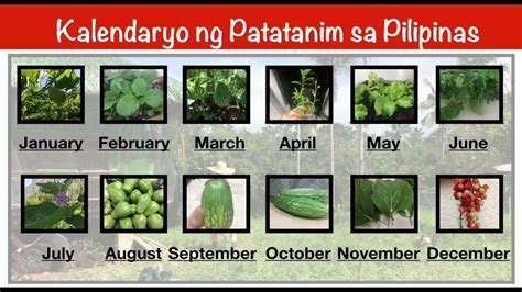 KALENDARYO NG PAGTATANIM NG GULAY: ANO .